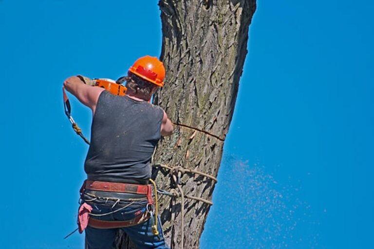 Can I Remove a Tree Myself or Should I Hire a Pro?