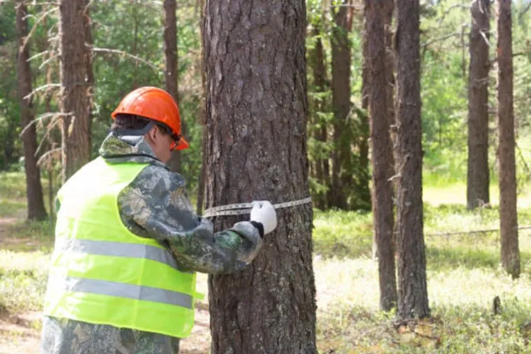 How Much Does Tree Removal Cost in Chardon, OH
