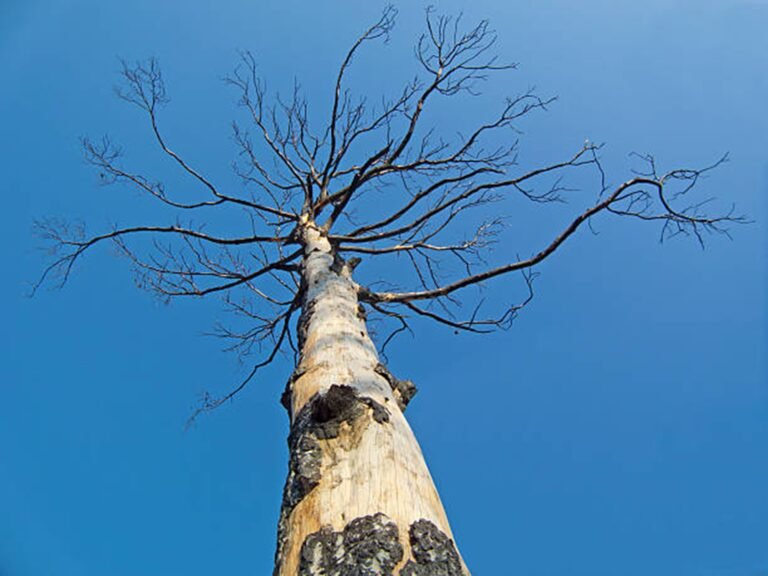What Are Signs of a Dying or Dangerous Tree?